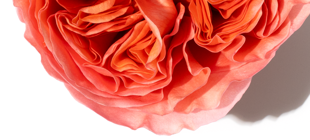 Note af bulgarsk rose