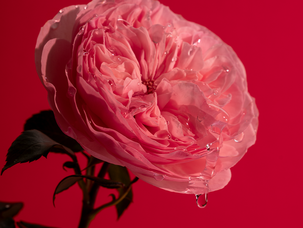 Dryppende Personal Rose