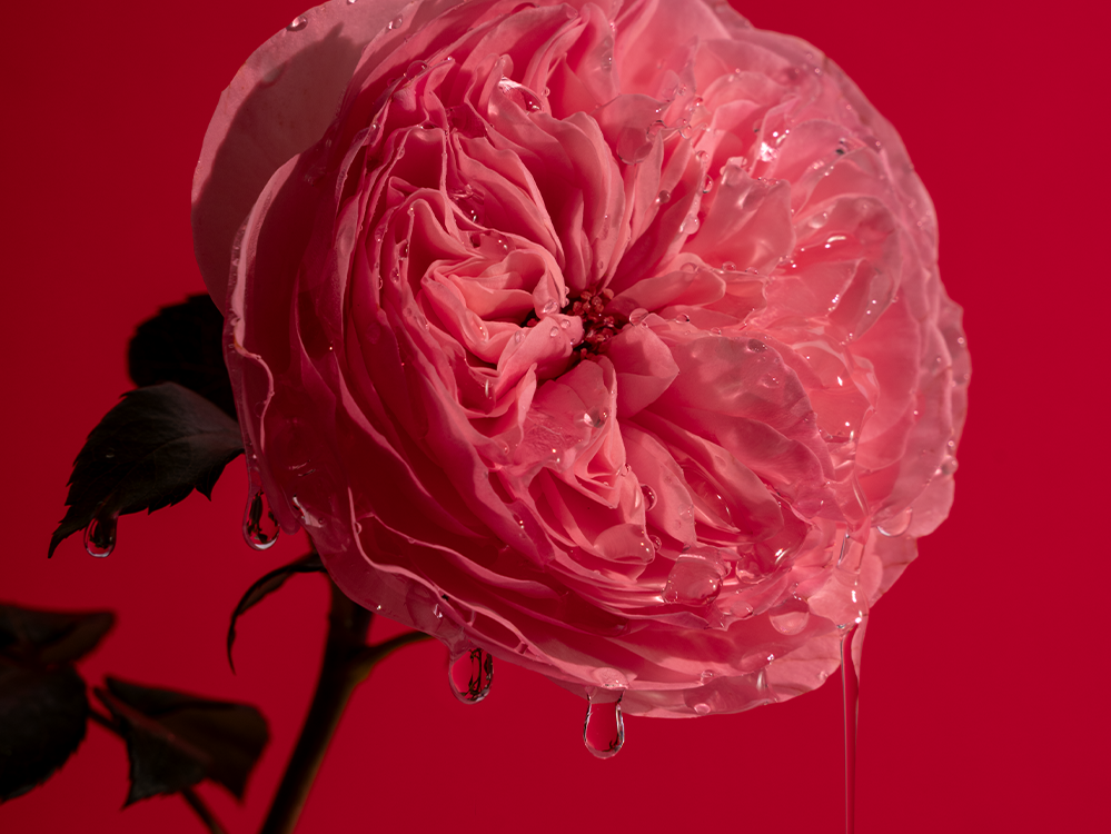 Dryppende Bold Rose