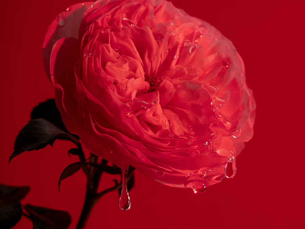 Dryppende Expressive Rose